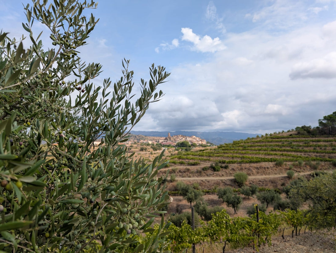 2. Op zoek naar goede Spaanse wijn (en hoe dat ging)